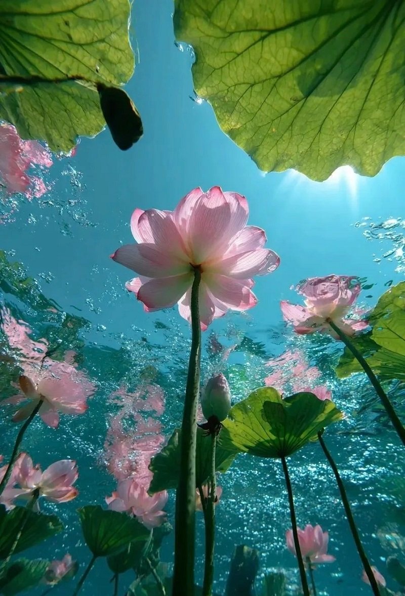 hình nền bông sen