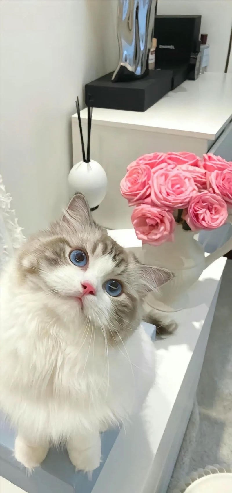 hinh nền con mèo