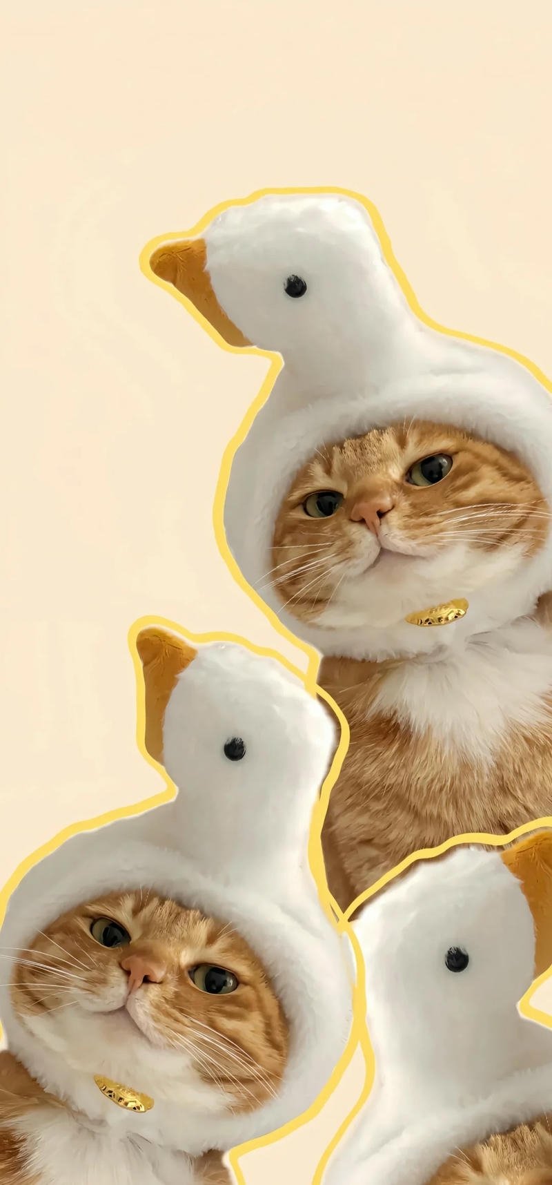 hình nên con mèo