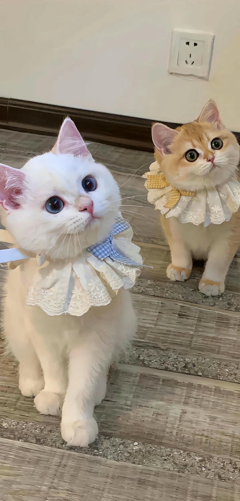 hình nền con mèo dễ thương