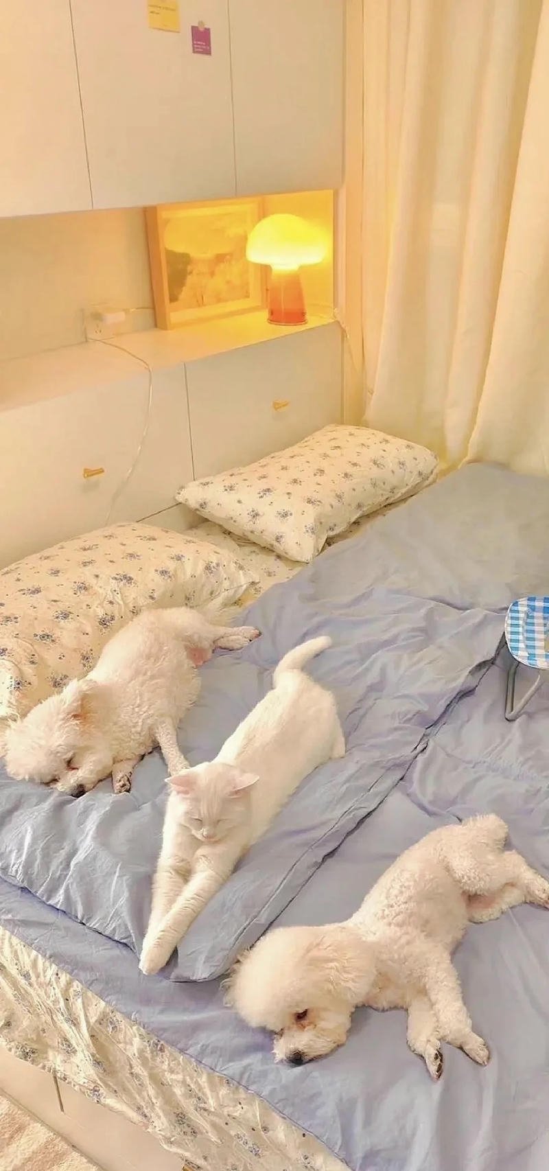 hình nền điện thoại mèo cute