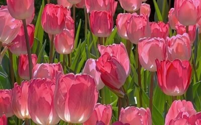 hình nền hoa tulip hồng