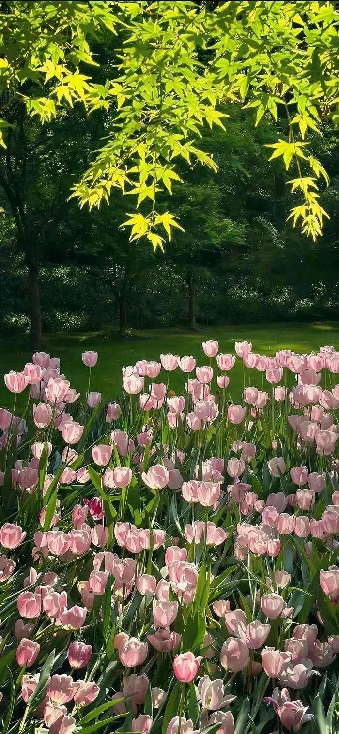hình nền hoa tulip