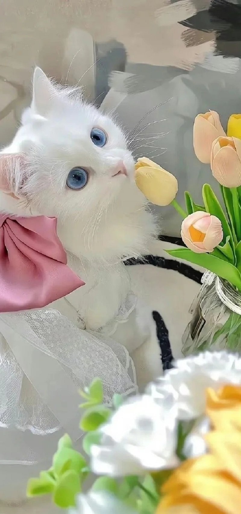 hình nền máy tinh cute