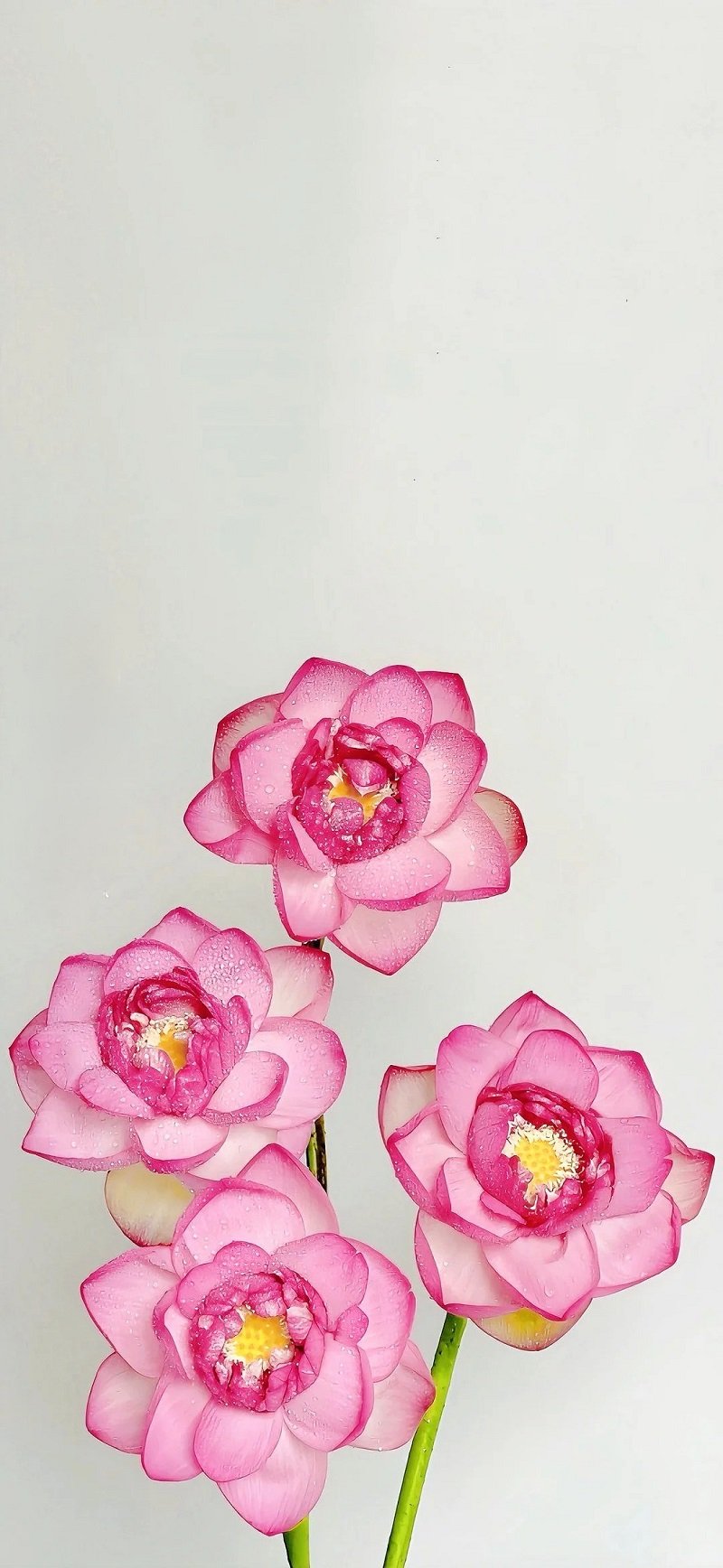 hình nền máy tính màu hồng pastel