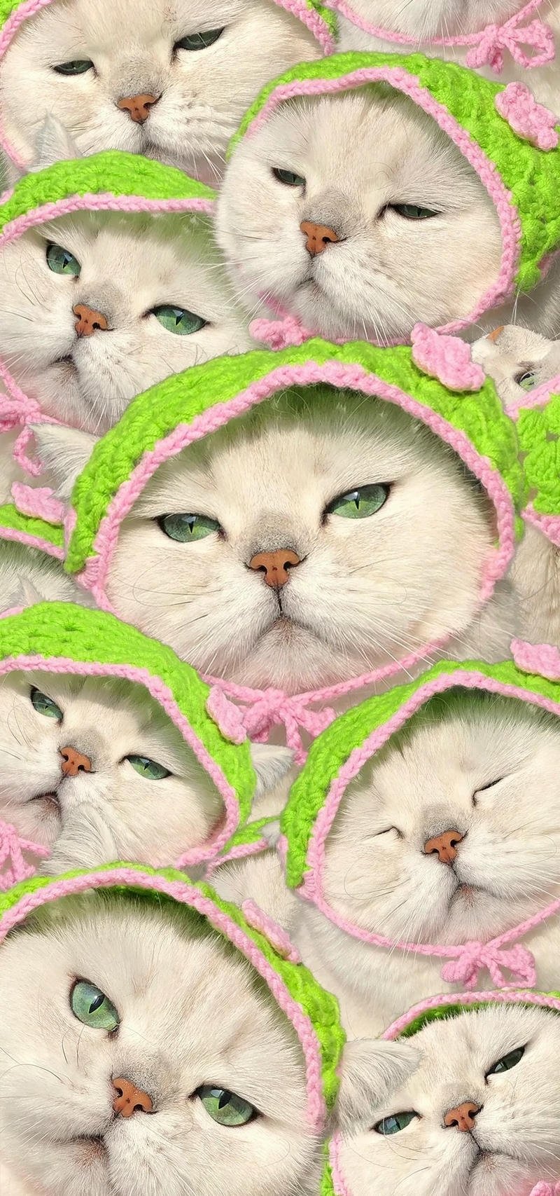 hình nên mèo