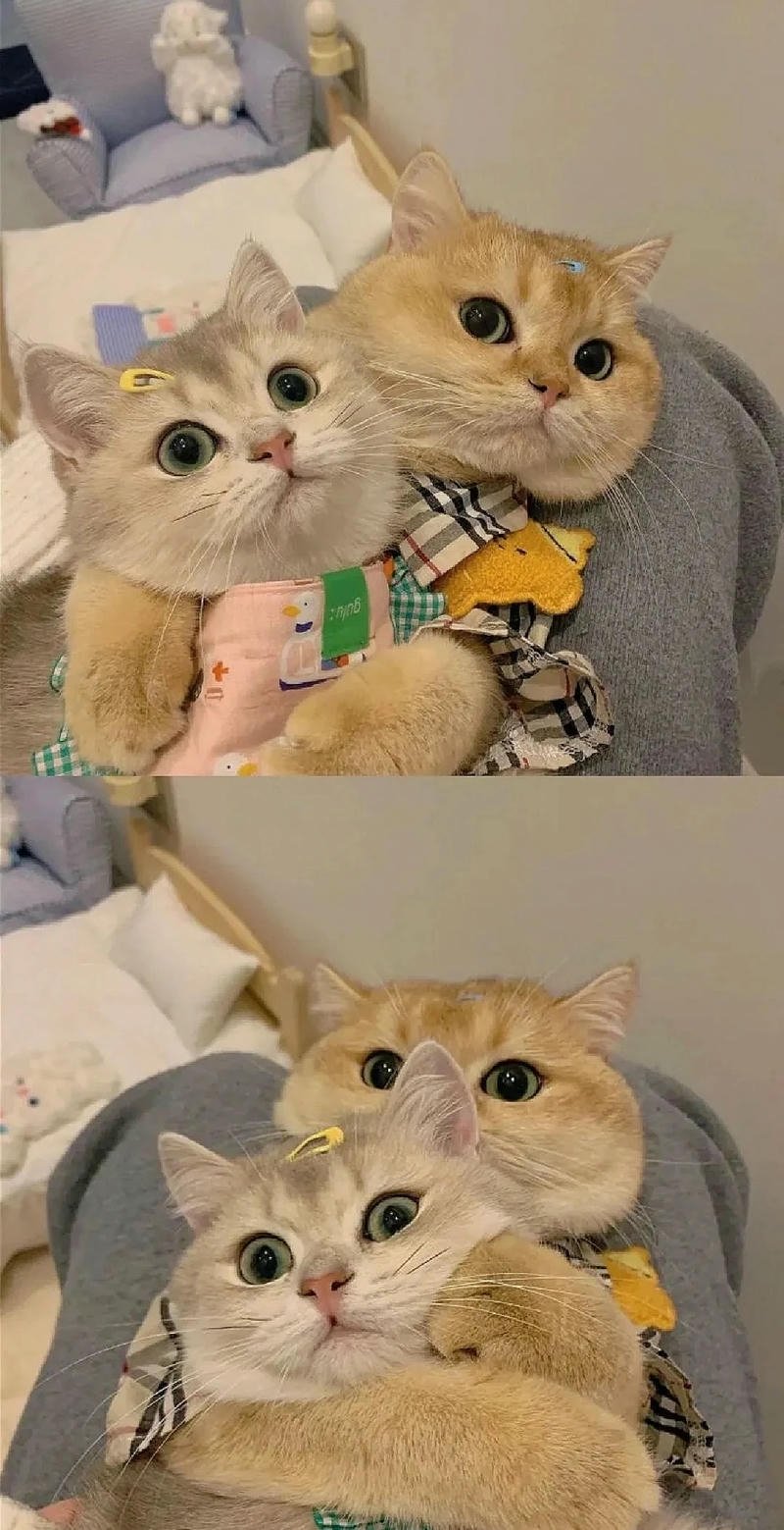 hình nền mèo
