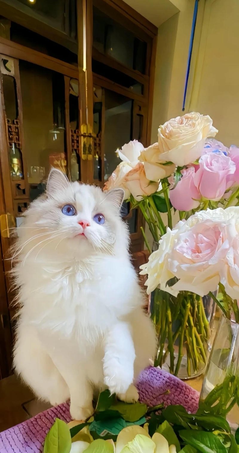 hình nền mèo dễ thương