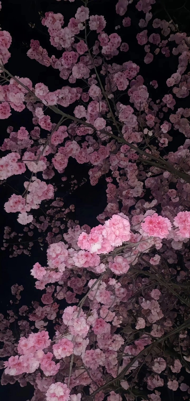 hình nền tím