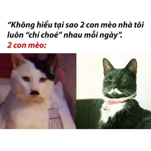 meme mèo đáng yêu