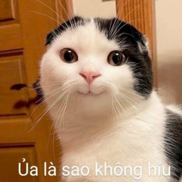 meme mèo dễ thương