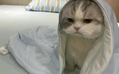 mèo avatar
