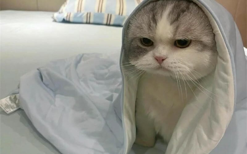 mèo avatar