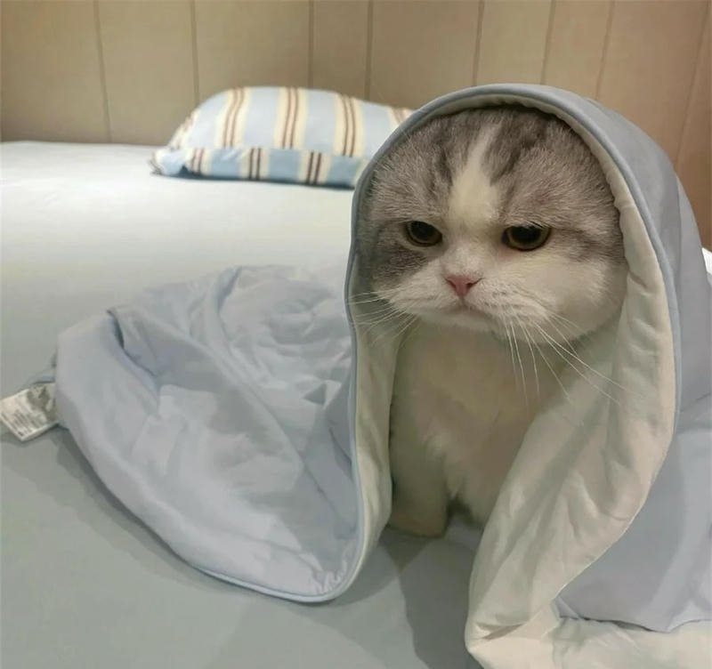 mèo avatar