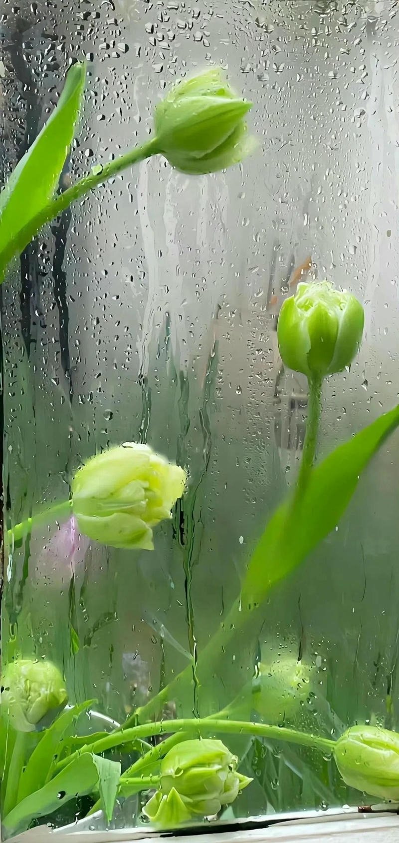 nền xanh lá