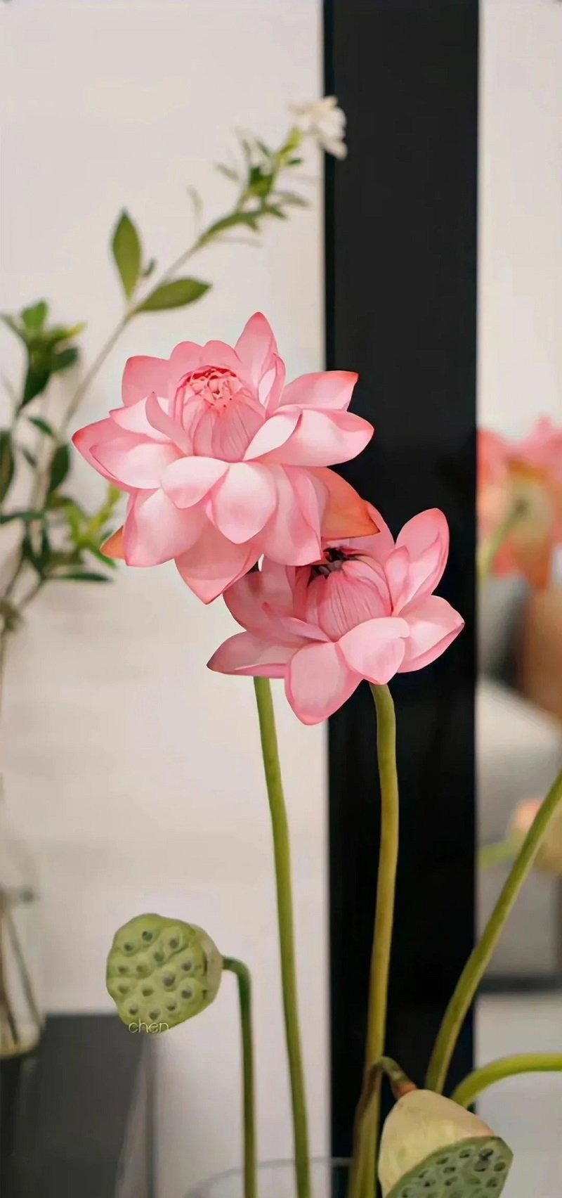 sen đẹp sống hình nền